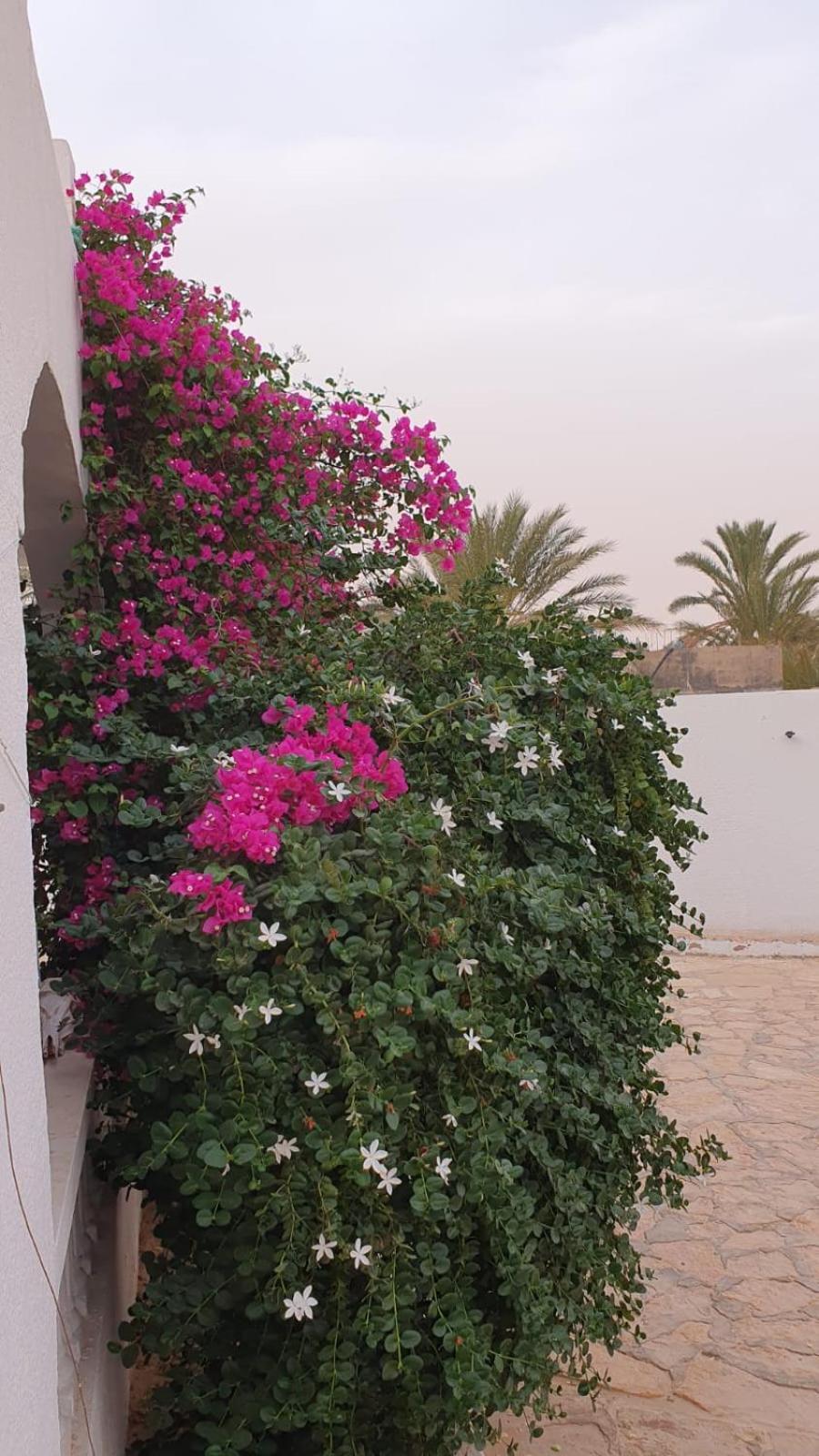 Residence Nour דוז מראה חיצוני תמונה